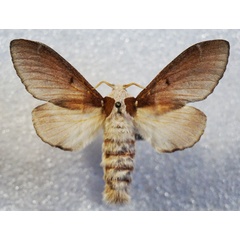 /filer/webapps/moths/media/images/S/siva_Streblote_AF_Stroehle.jpg