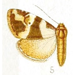 /filer/webapps/moths/media/images/O/olivula_Eustrotia_HT_Hampson_166-5.jpg