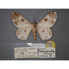 /filer/webapps/moths/media/images/L/lacrymata_Cleora_PT_RMCA_02.jpg