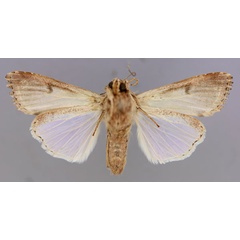 /filer/webapps/moths/media/images/L/littoralis_Spodoptera_A_RMCA_02.jpg