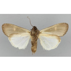 /filer/webapps/moths/media/images/S/speyeri_Brithysana_A_RMCA_02.jpg