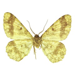 /filer/webapps/moths/media/images/M/muscivirens_Afroracotis_HT_ZSMb.jpg