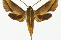 Hippotion griveaudi