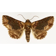 /filer/webapps/moths/media/images/M/mendax_Pericyma_AM_TMSA_01.jpg