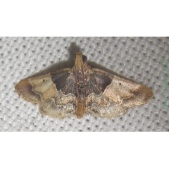/filer/webapps/moths/media/images/P/pictalis_Pyralis_A_Bippus_01.jpg