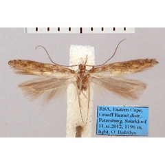 /filer/webapps/moths/media/images/X/xanthomacula_Photodotis_AM_ZMHB.jpg