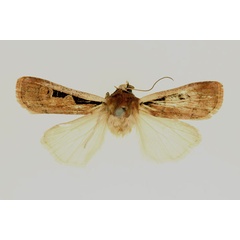 /filer/webapps/moths/media/images/A/atritegulata_Mentaxya_AM_RMCA.jpg