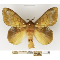 /filer/webapps/moths/media/images/N/nigrivenis_Lechriolepis_AM_NHMUK.jpg