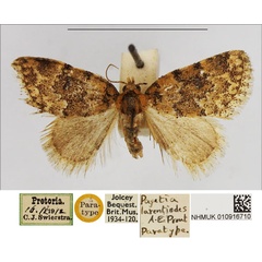 /filer/webapps/moths/media/images/L/larentiodes_Pagetia_PTM_NHMUK.jpg