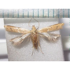 /filer/webapps/moths/media/images/A/acuminatus_Dichomeris_A_Bippus_02.jpg