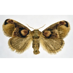 /filer/webapps/moths/media/images/D/discophora_Zinara_AF_NHMO.jpg