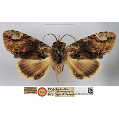 /filer/webapps/moths/media/images/G/glaucograpta_Gadirtha_STM_NHMUK.jpg