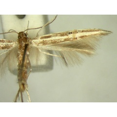 /filer/webapps/moths/media/images/M/macrobela_Labdia_HT2484_TMSA_02.jpg