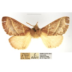 /filer/webapps/moths/media/images/C/caryoxantha_Bombycopsis_AM_TMSA.jpg