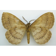 /filer/webapps/moths/media/images/E/edulis_Bombyx_HT_NHMUKb.jpg