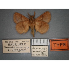 /filer/webapps/moths/media/images/M/minima_Pseudolyra_HT_RMCA_02.jpg