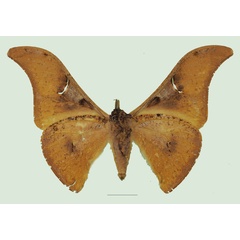 /filer/webapps/moths/media/images/V/veneris_Goodia_PTM_Basquinb.jpg