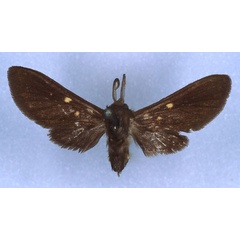 /filer/webapps/moths/media/images/F/forsteri_Rhipidarctia_HT_RMCA_03.jpg