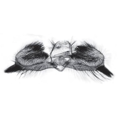 /filer/webapps/moths/media/images/A/alatheta_Bubonoxena_GMHT_Trematerra.jpg