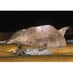/filer/webapps/moths/media/images/C/cuneilinea_Catalebeda_A_Roland_01.jpg
