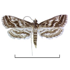 /filer/webapps/moths/media/images/F/fluctuosalis_Parapoynx_AM_BMNH.jpg