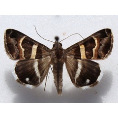 /filer/webapps/moths/media/images/S/stolida_Grammodes_A_Goff_02.jpg