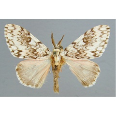 /filer/webapps/moths/media/images/R/rosea_Lymantica_A_RMCA_01.jpg