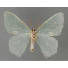 /filer/webapps/moths/media/images/B/bamenda_Prasinocyma_HT_ZSM_02.jpg