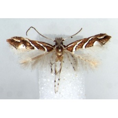 /filer/webapps/moths/media/images/G/grewiaephilos_Phyllonorycter_PT_RMCA.jpg