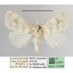 /filer/webapps/moths/media/images/N/nivata_Niphadolepis_A_MGCLa_01.JPG