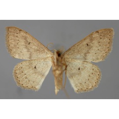 /filer/webapps/moths/media/images/H/haeretica_Scopula_A_ZSM_02.jpg