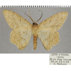 /filer/webapps/moths/media/images/C/curvivena_Idiotephra_AM_ZSMa.jpg