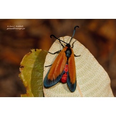 /filer/webapps/moths/media/images/O/ochreipennis_Epiorna_A_Riddell.jpg