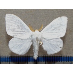 /filer/webapps/moths/media/images/L/luteipes_Leucoma_A_Goff_01.jpg