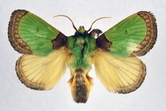 Latoia vivida