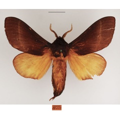 /filer/webapps/moths/media/images/J/jamesoni_Catalebeda_AM_TMSA_01.jpg