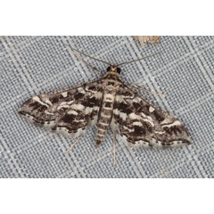 /filer/webapps/moths/media/images/R/ramburialis_Diasemiopsis_A_Heyns_02.JPG
