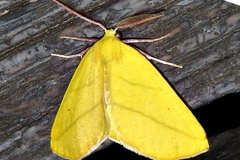 Drepanogynis biviaria