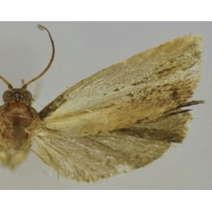 /filer/webapps/moths/media/images/D/delimana_Thylacandra_HT_Trematerra.jpg