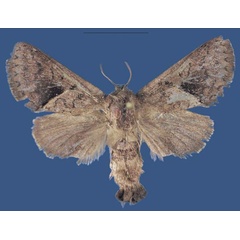 /filer/webapps/moths/media/images/H/hermannstaudei_Kayamuhakaia_HT_TMSA.jpg