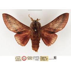 /filer/webapps/moths/media/images/P/papyri_Pachypasa_HT_NHMUK.jpg