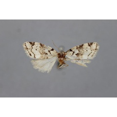 /filer/webapps/moths/media/images/L/lineata_Eurosia_HT_BMNH.jpg