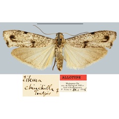 /filer/webapps/moths/media/images/C/chinchilla_Eilema_AT_MNHN.jpg