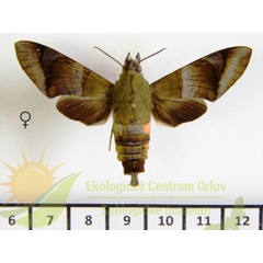 /filer/webapps/moths/media/images/W/westermannii_Atemnora_AF_SMCR_02.jpg
