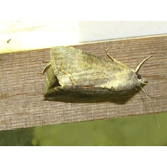 /filer/webapps/moths/media/images/D/deflorata_Hypocala_A_Goff_02.jpg