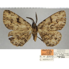 /filer/webapps/moths/media/images/M/malvina_Colocleora_HT_ZSMa.jpg