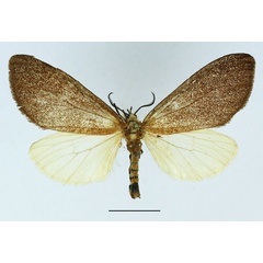 /filer/webapps/moths/media/images/N/nigrocincta_Paradiastema_AM_Basquin.jpg