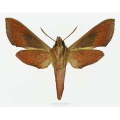 /filer/webapps/moths/media/images/B/batschii_Hippotion_AF_Basquinb.jpg