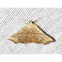 /filer/webapps/moths/media/images/P/producta_Corgatha_A_Braun.jpg