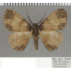 /filer/webapps/moths/media/images/G/glabra_Cabera_AM_ZSM_02.jpg